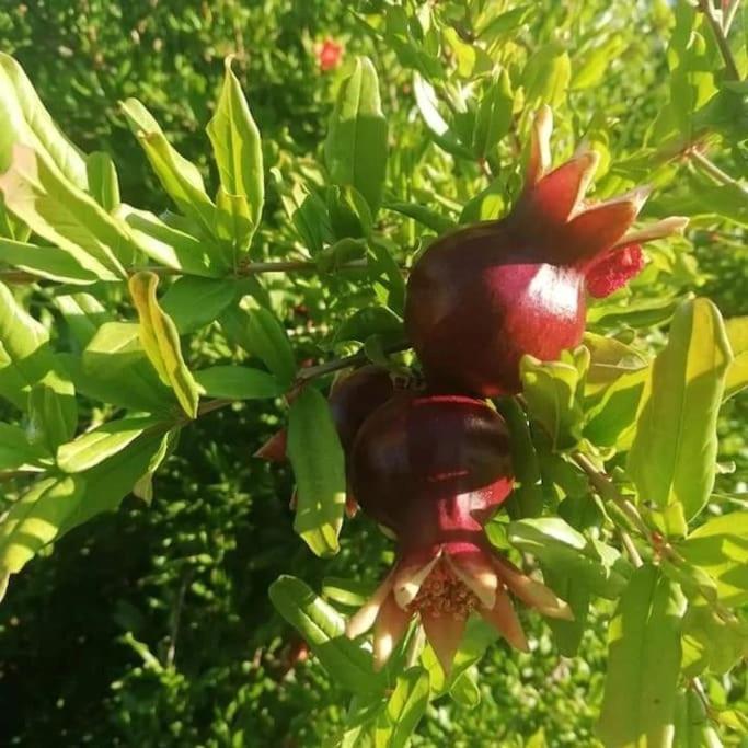 Olive Grove Cottage Skalani Knossós 外观 照片