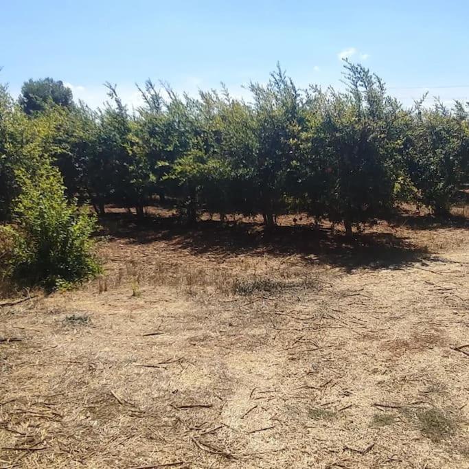 Olive Grove Cottage Skalani Knossós 外观 照片