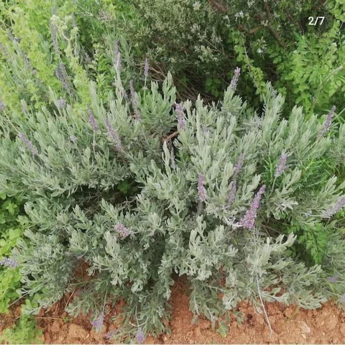 Olive Grove Cottage Skalani Knossós 外观 照片