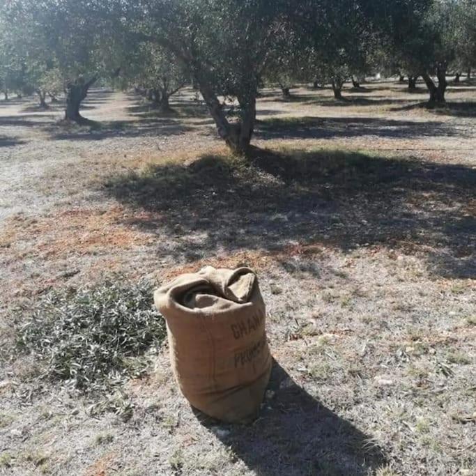 Olive Grove Cottage Skalani Knossós 外观 照片