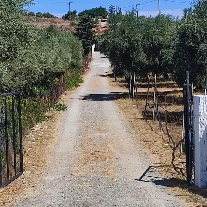 Olive Grove Cottage Skalani Knossós 外观 照片