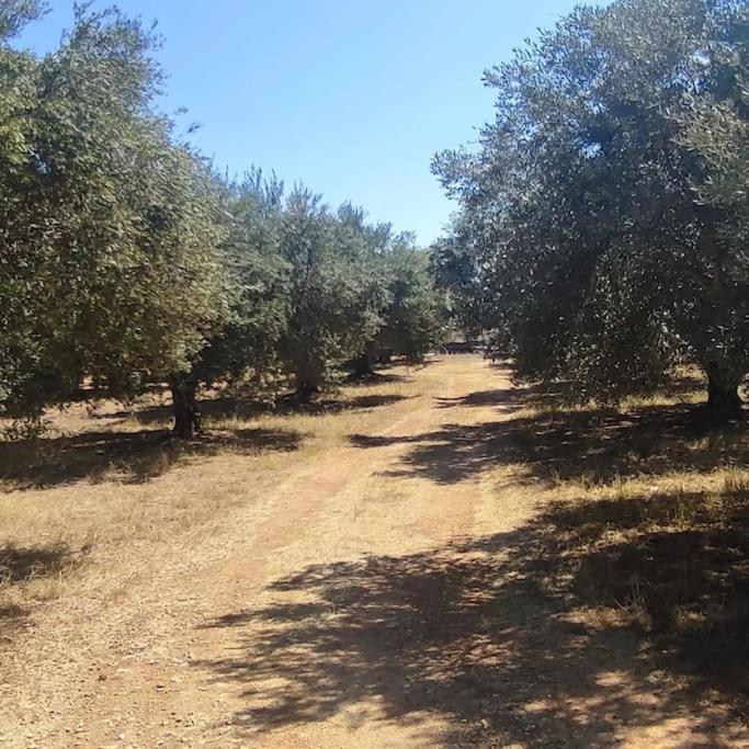 Olive Grove Cottage Skalani Knossós 外观 照片