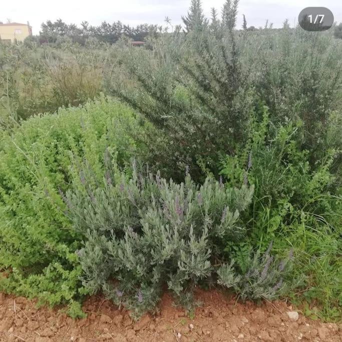 Olive Grove Cottage Skalani Knossós 外观 照片