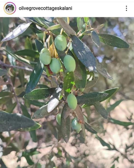 Olive Grove Cottage Skalani Knossós 外观 照片