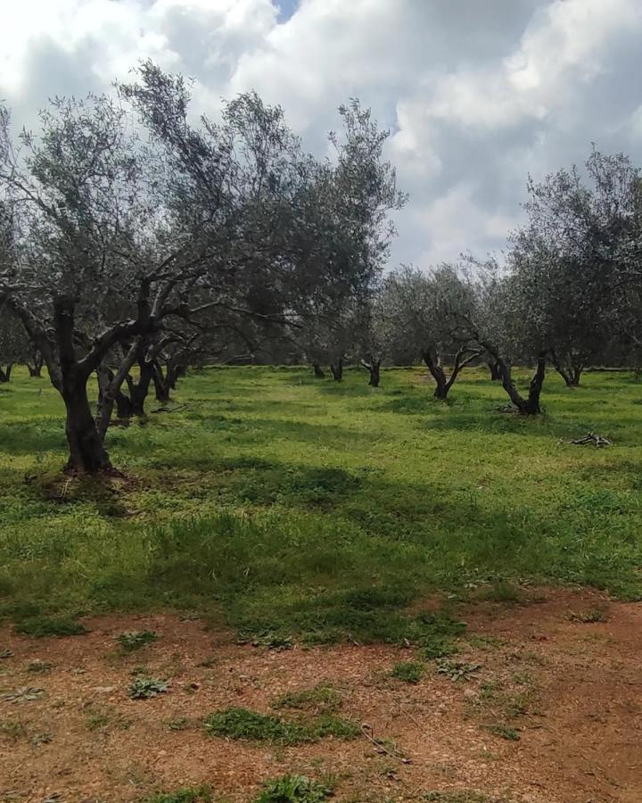 Olive Grove Cottage Skalani Knossós 外观 照片