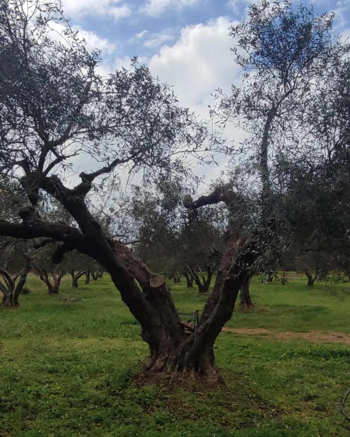 Olive Grove Cottage Skalani Knossós 外观 照片