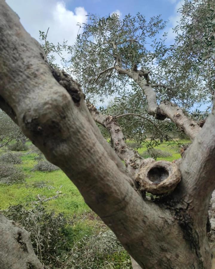 Olive Grove Cottage Skalani Knossós 外观 照片
